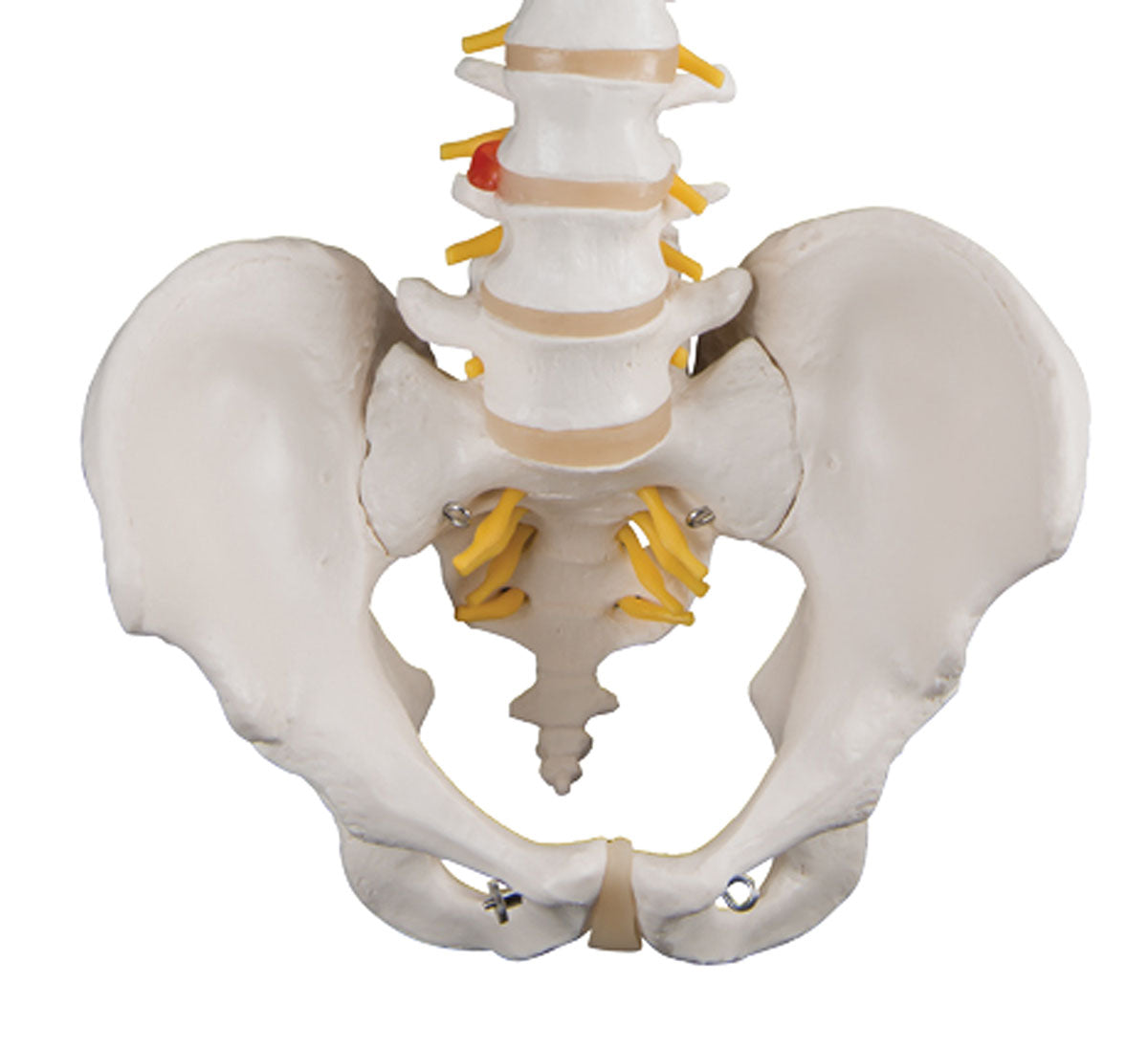 3B Scientific Anatomical Model - flexible spine, classic, with male pelvis - Includes 3B Smart Anatomy