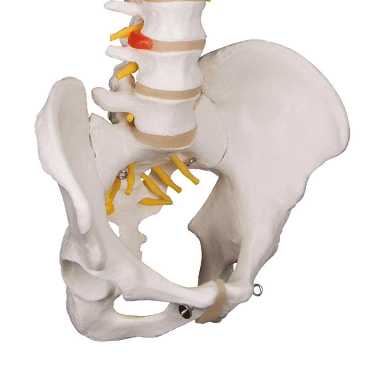 3B Scientific Anatomical Model - flexible spine, classic, with male pelvis - Includes 3B Smart Anatomy