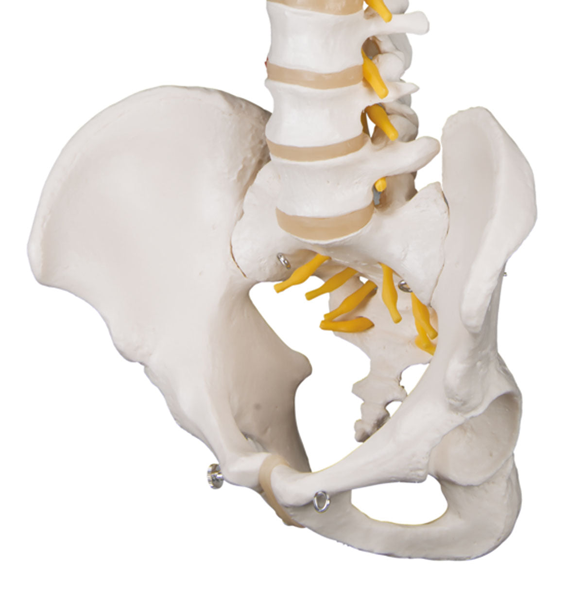 3B Scientific Anatomical Model - flexible spine, classic, with male pelvis - Includes 3B Smart Anatomy