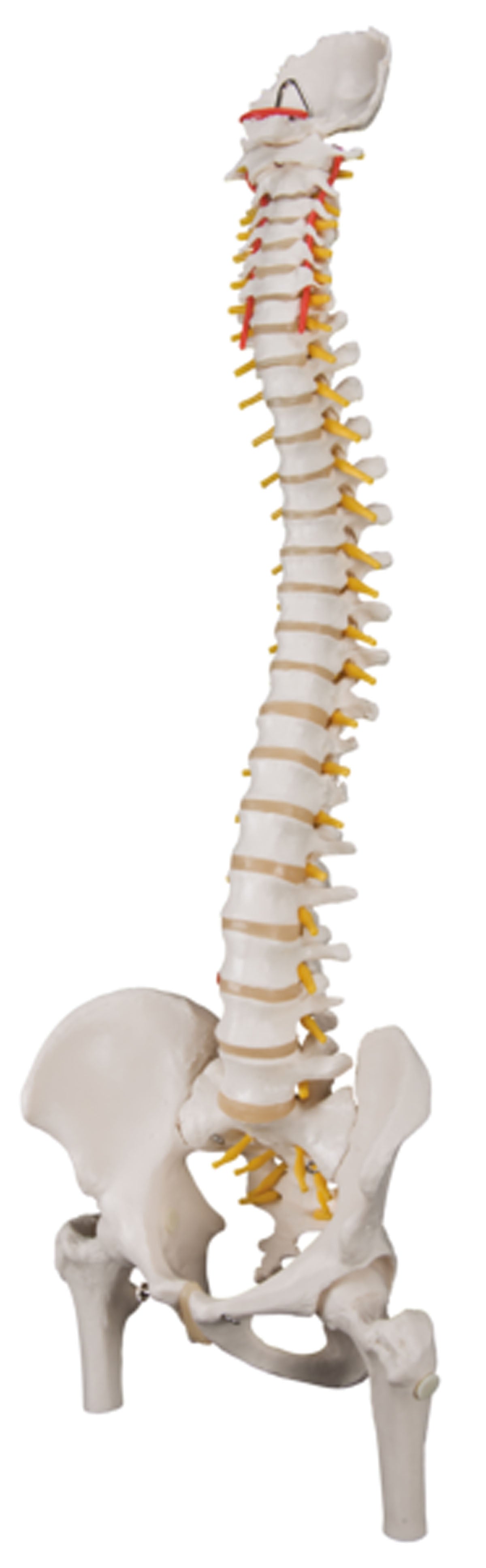 3B Scientific Anatomical Model - flexible spine, classic, with femur heads - Includes 3B Smart Anatomy