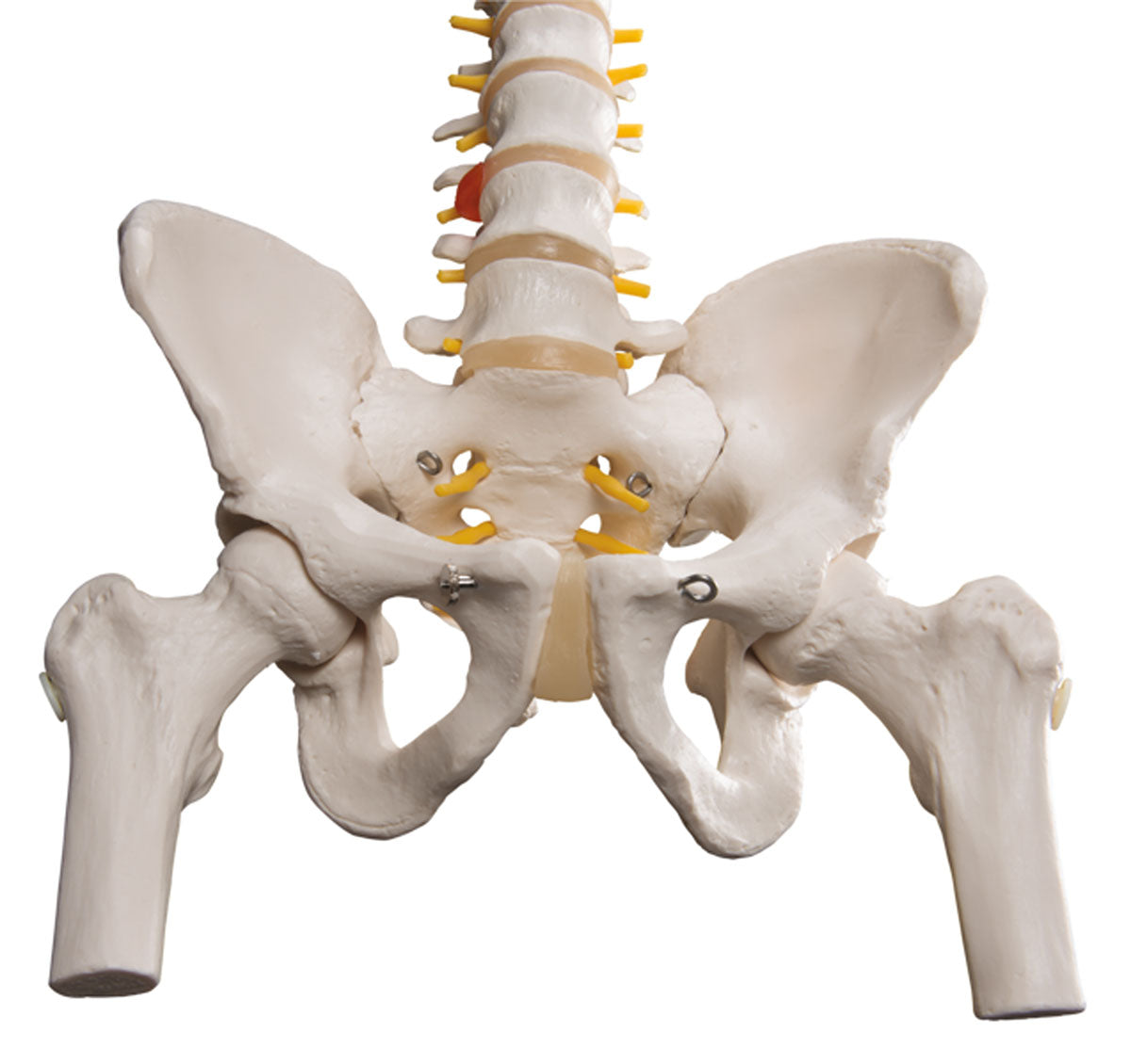 3B Scientific Anatomical Model - flexible spine, classic, with femur heads - Includes 3B Smart Anatomy