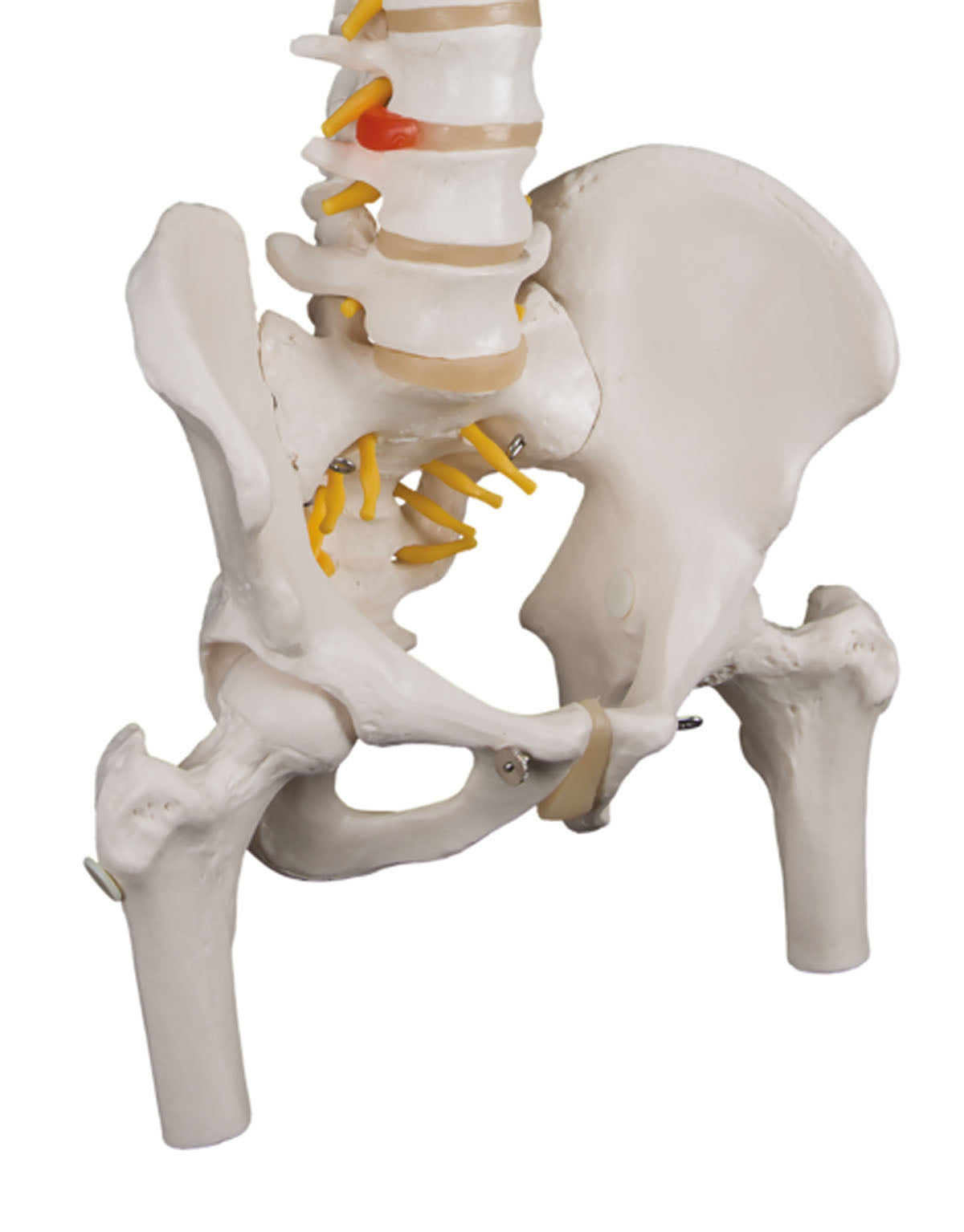 3B Scientific Anatomical Model - flexible spine, classic, with femur heads - Includes 3B Smart Anatomy