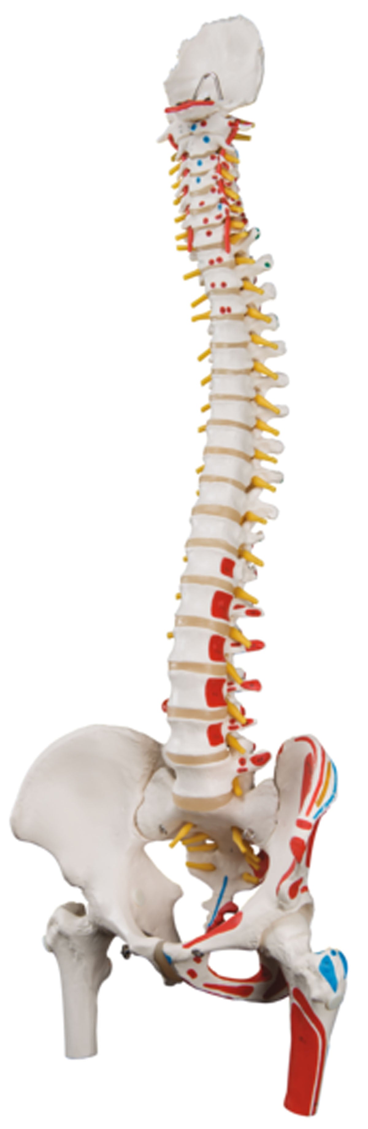 3B Scientific Anatomical Model - flexible spine, classic, with femur heads, muscles - Includes 3B Smart Anatomy