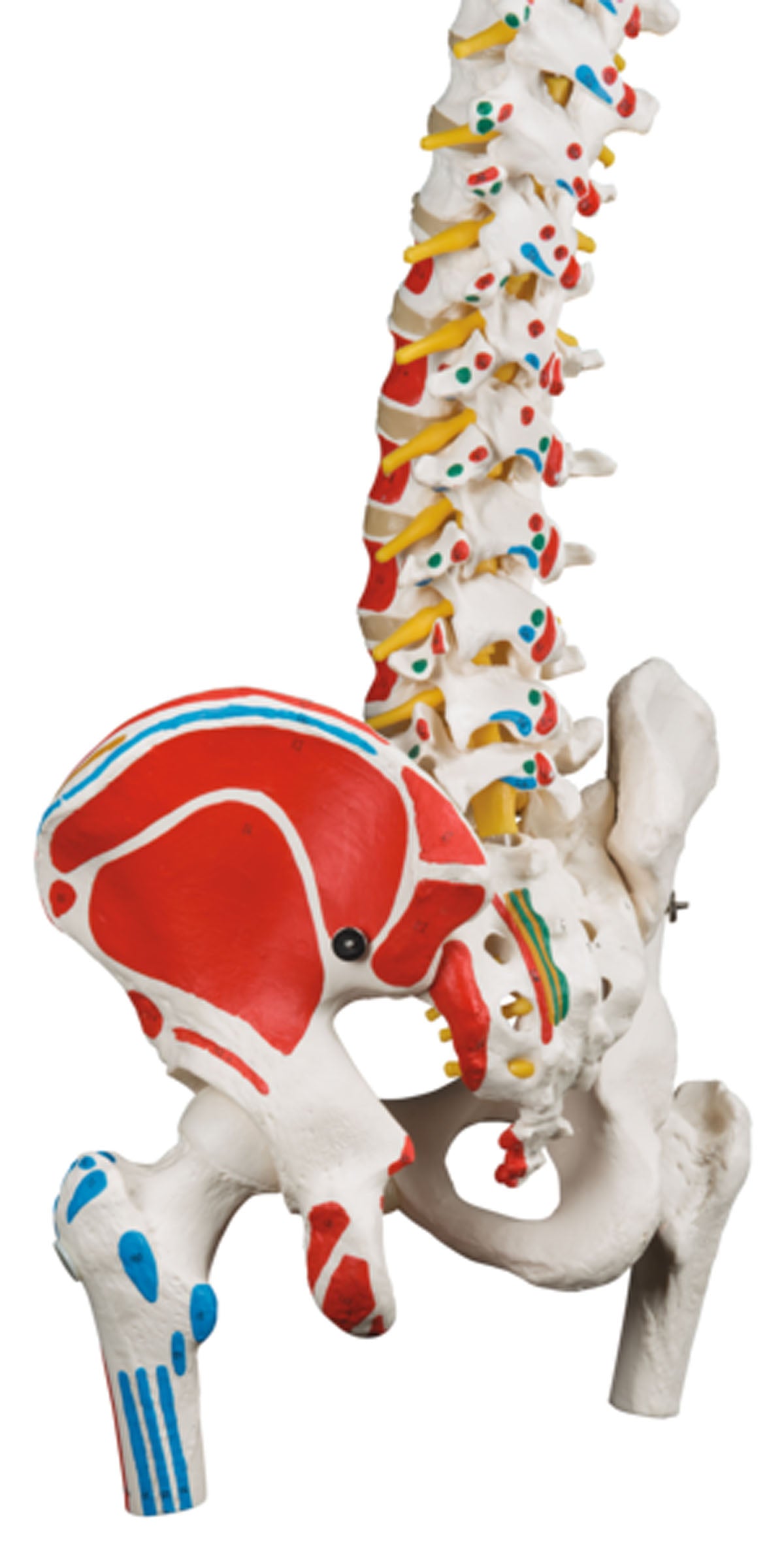 3B Scientific Anatomical Model - flexible spine, classic, with femur heads, muscles - Includes 3B Smart Anatomy