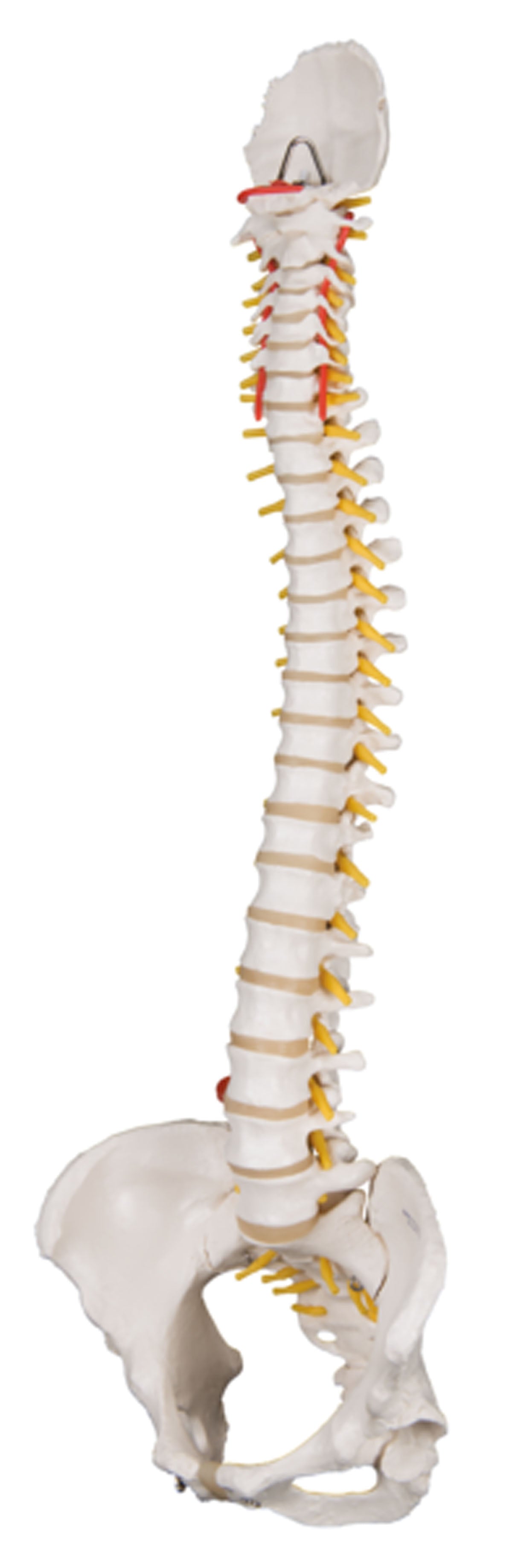 3B Scientific Anatomical Model - flexible spine, classic, with female pelvis - Includes 3B Smart Anatomy