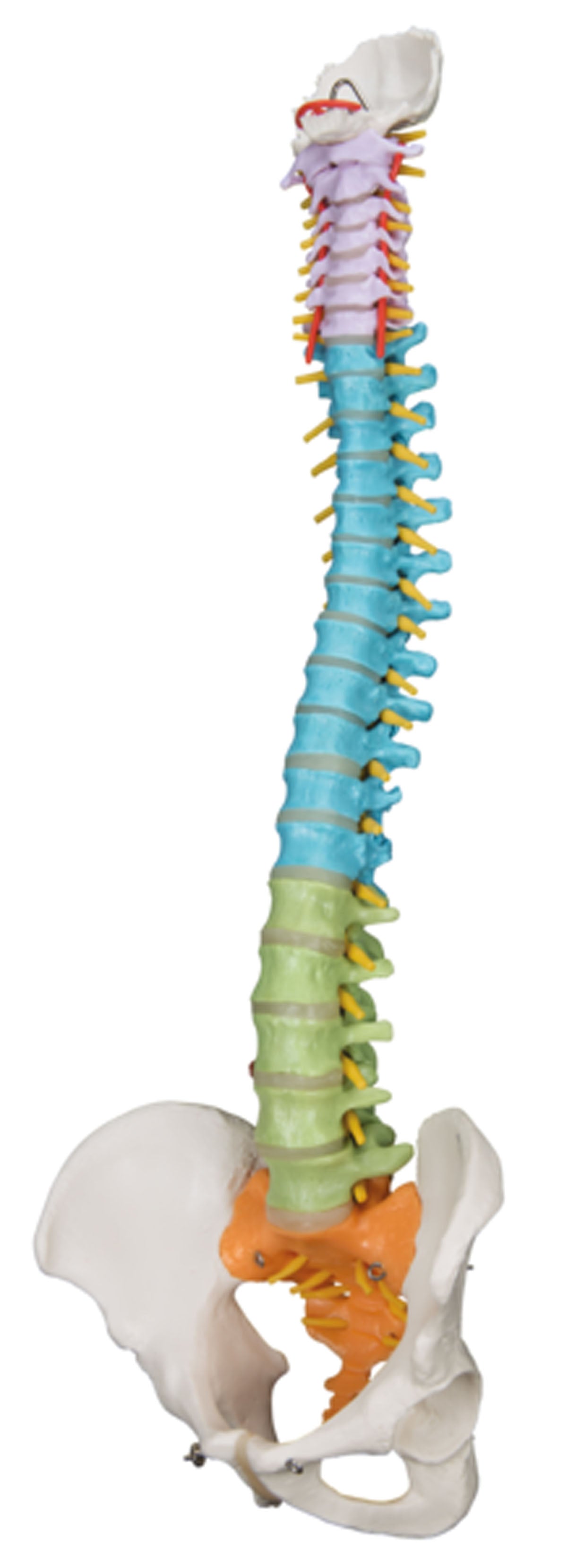 3B Scientific Anatomical Model - flexible spine, didactic - Includes 3B Smart Anatomy