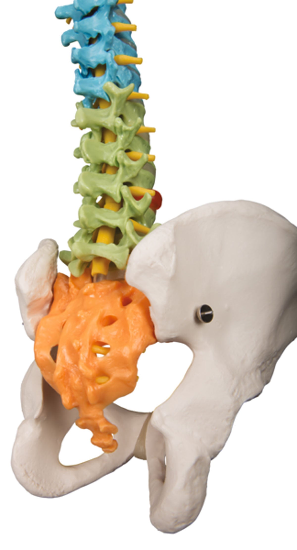 3B Scientific Anatomical Model - flexible spine, didactic - Includes 3B Smart Anatomy