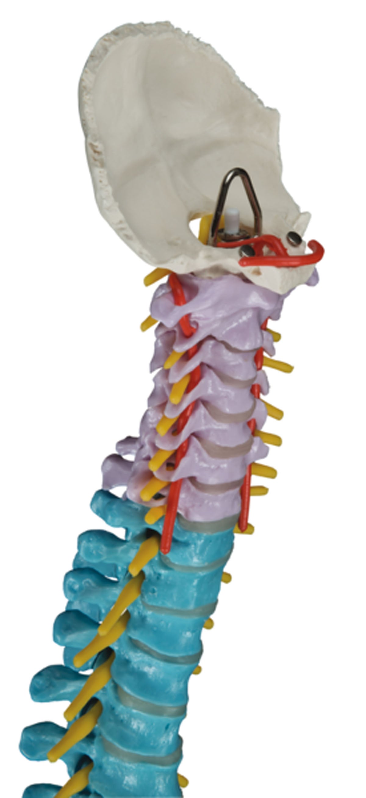3B Scientific Anatomical Model - flexible spine, didactic - Includes 3B Smart Anatomy