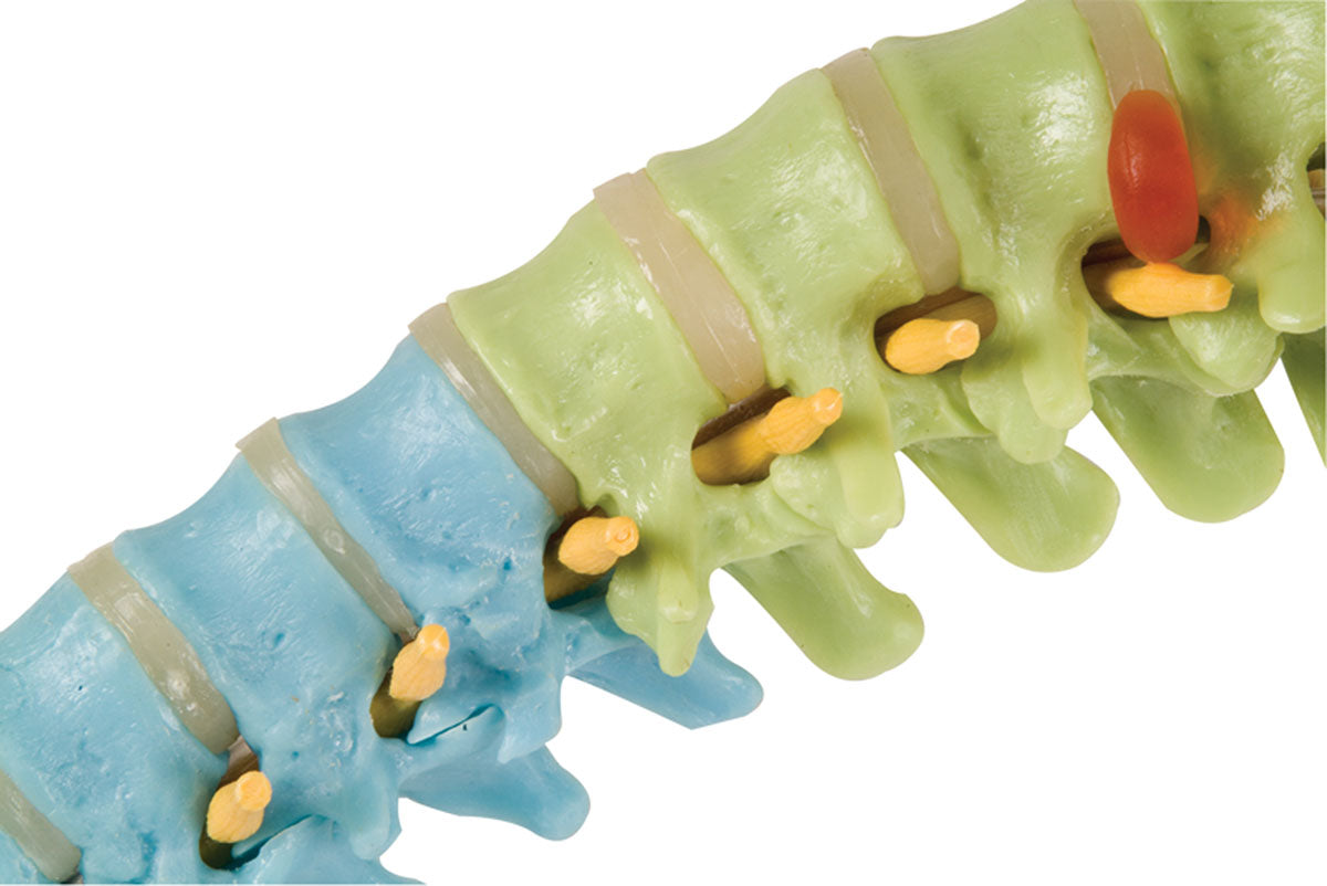 3B Scientific Anatomical Model - flexible spine, didactic - Includes 3B Smart Anatomy