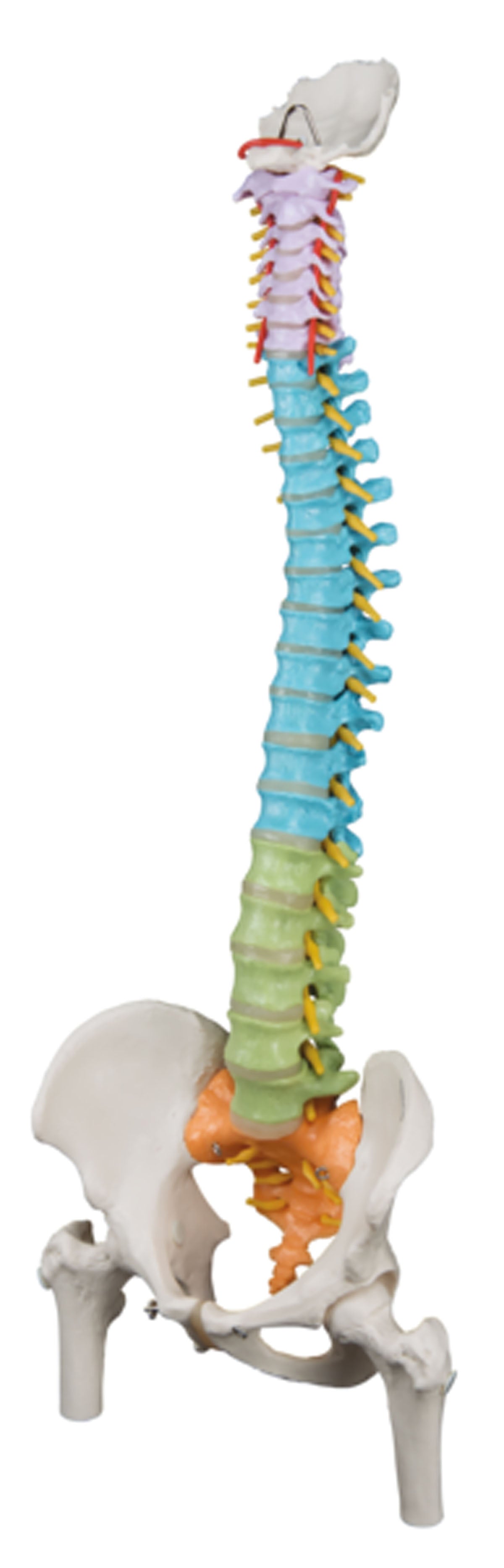 3B Scientific Anatomical Model - flexible spine, didactic with femur heads - Includes 3B Smart Anatomy