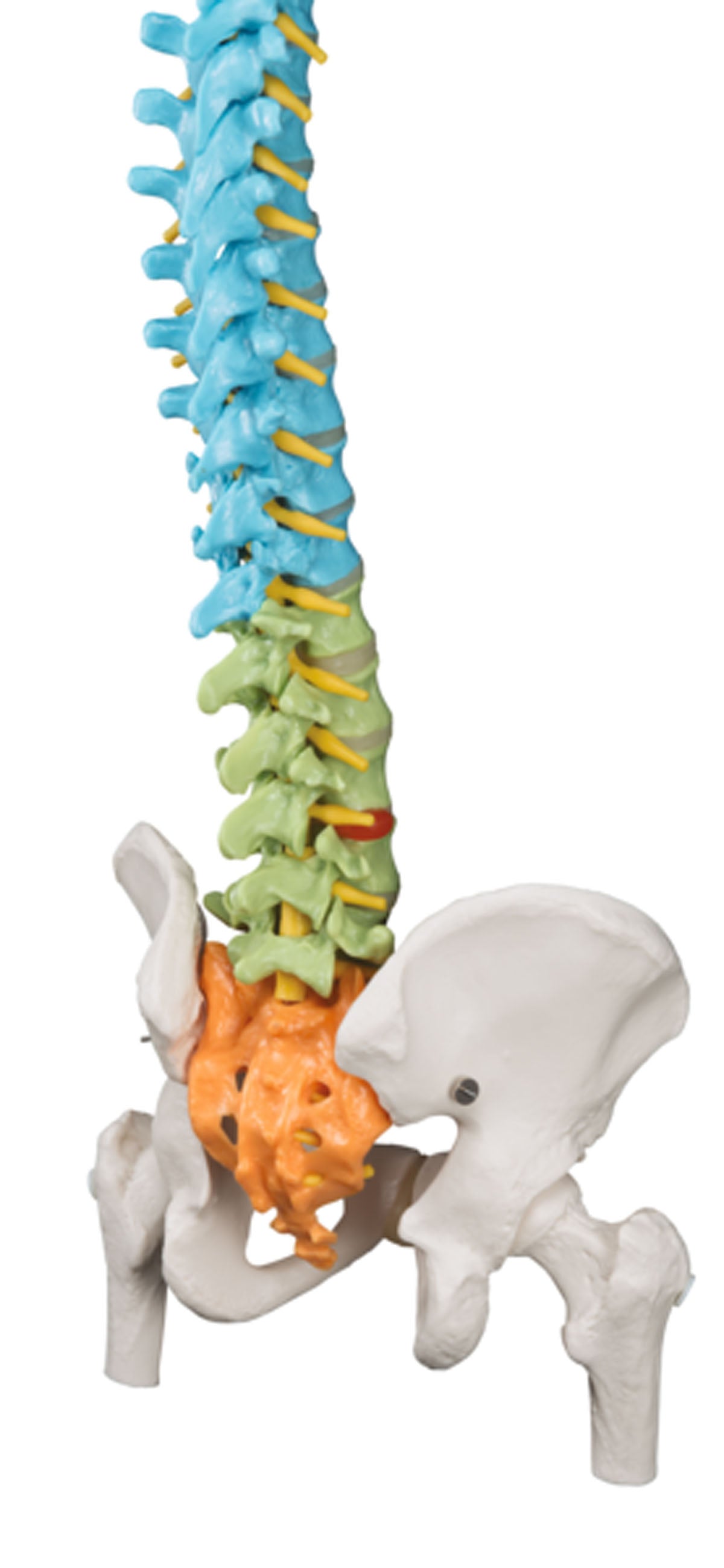 3B Scientific Anatomical Model - flexible spine, didactic with femur heads - Includes 3B Smart Anatomy