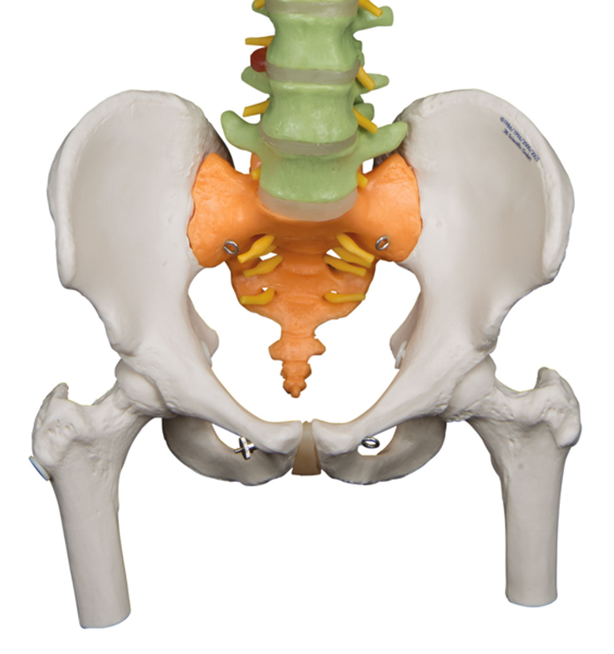 3B Scientific Anatomical Model - flexible spine, didactic with femur heads - Includes 3B Smart Anatomy