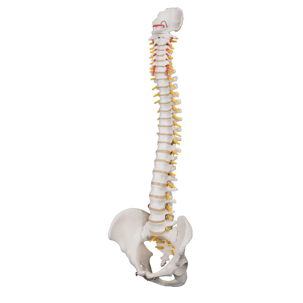 3B Scientific Anatomical Model - highly flexible flexible spine without stand - Includes 3B Smart Anatomy