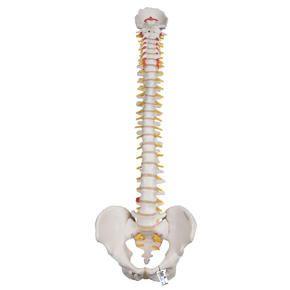 3B Scientific Anatomical Model - highly flexible flexible spine without stand - Includes 3B Smart Anatomy