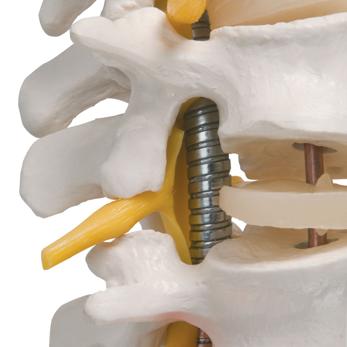 3B Scientific Anatomical Model - highly flexible flexible spine without stand - Includes 3B Smart Anatomy
