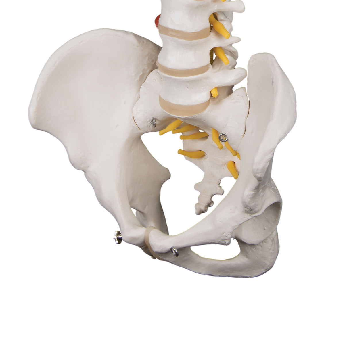 3B Scientific Anatomical Model - highly flexible flexible spine without stand - Includes 3B Smart Anatomy