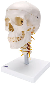 3B Scientific Anatomical Model - classic skull, 4 part, on cervical spine - Includes 3B Smart Anatomy
