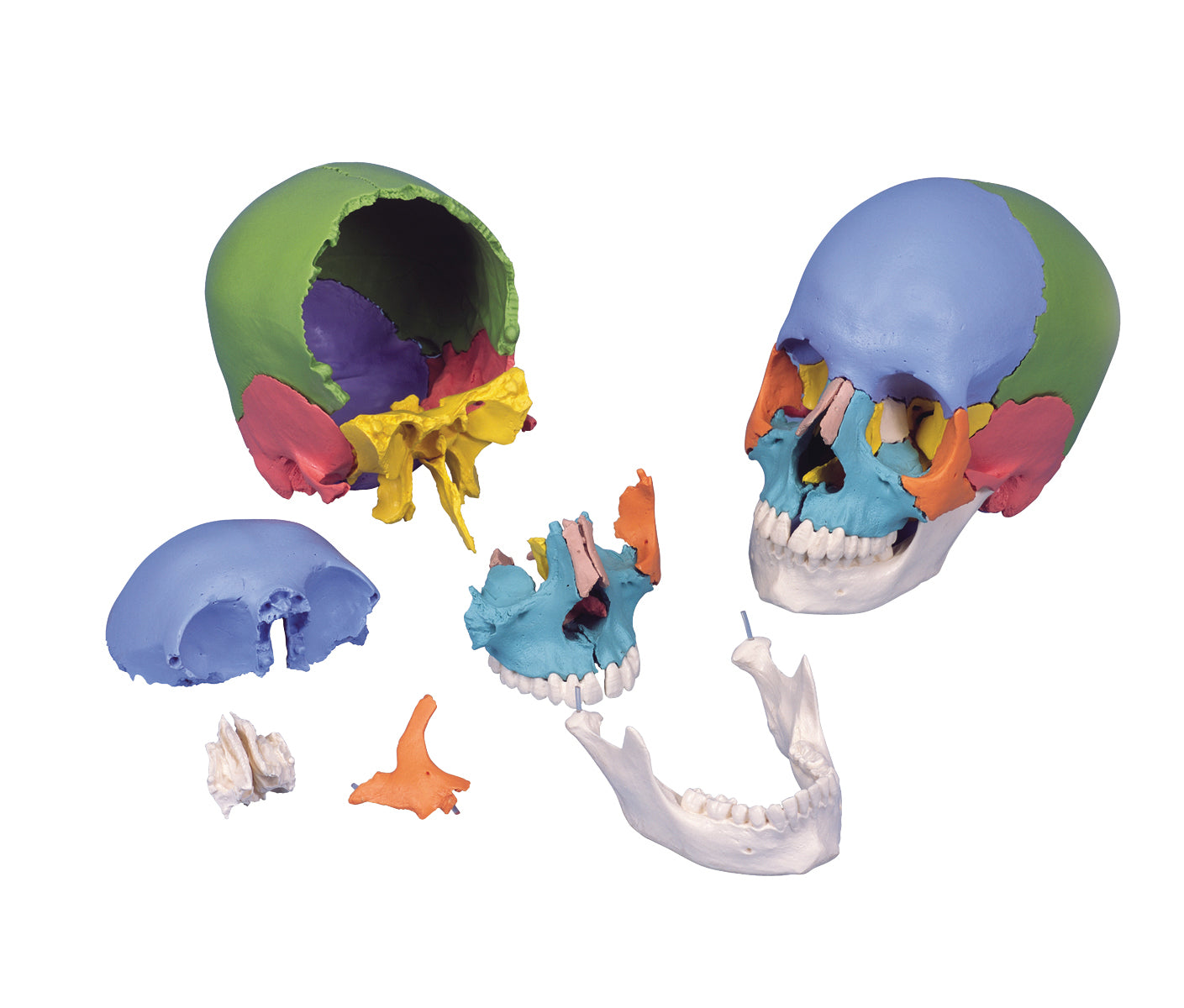 3B Scientific Anatomical Model - didactic skull, Beauchene 22-part - Includes 3B Smart Anatomy