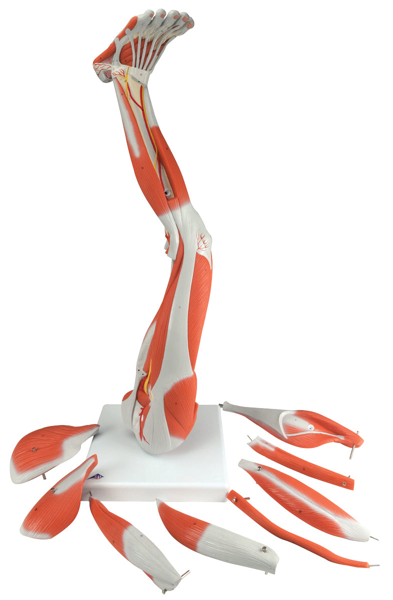 3B Scientific Anatomical Model - Regular muscular leg 9-part - Includes 3B Smart Anatomy