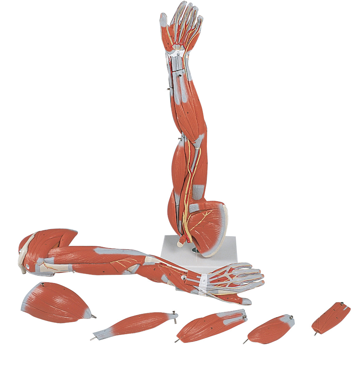 3B Scientific Anatomical Model - Regular muscular arm 6-part - Includes 3B Smart Anatomy