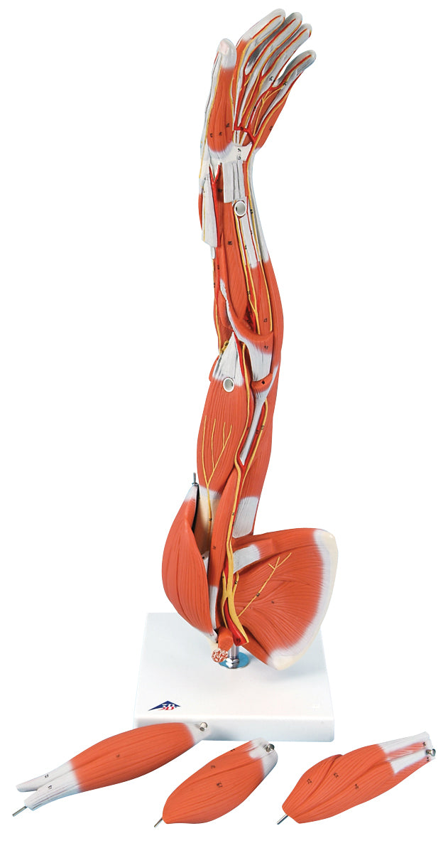 3B Scientific Anatomical Model - Regular muscular arm 6-part - Includes 3B Smart Anatomy