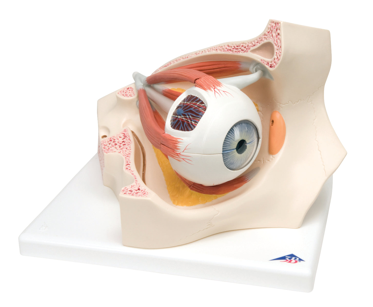 3B Scientific Anatomical Model - eye, 7-part (3x size) - Includes 3B Smart Anatomy
