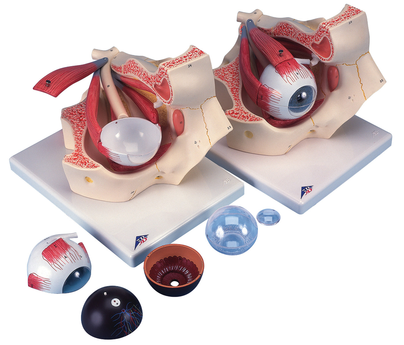 3B Scientific Anatomical Model - eye, 7-part (3x size) - Includes 3B Smart Anatomy