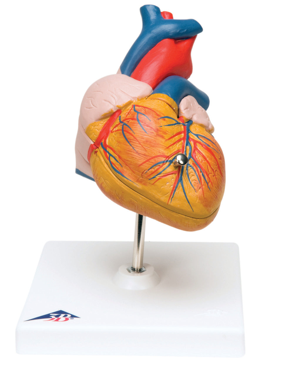 3B Scientific Anatomical Model - heart, 2-part - Includes 3B Smart Anatomy
