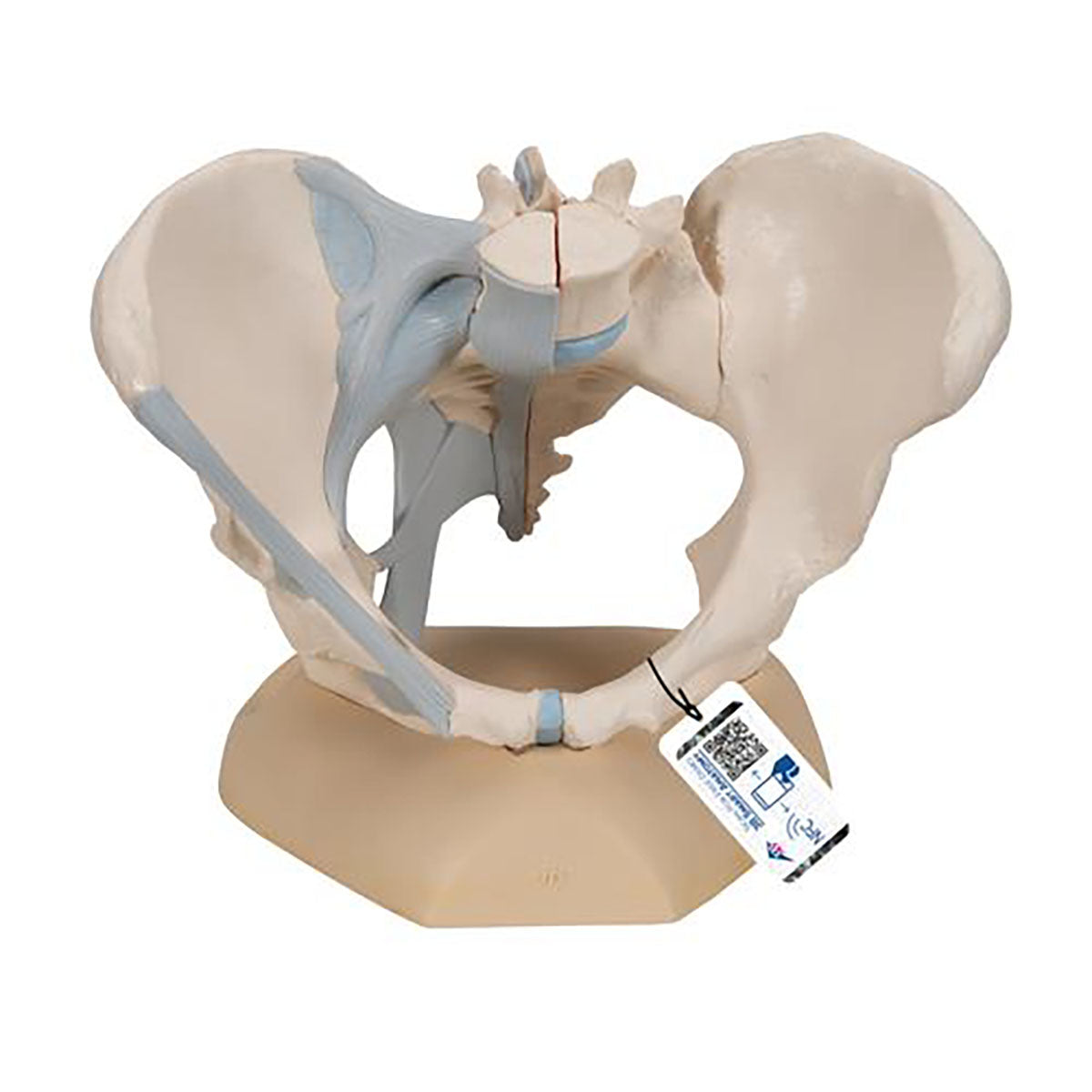 3B Scientific Anatomical Model - Female Pelvis with Ligaments, 3 part - Includes 3B Smart Anatomy