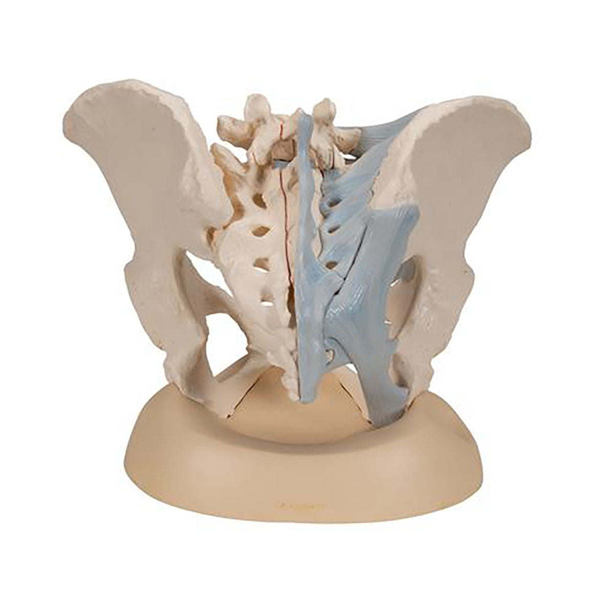 3B Scientific Anatomical Model - Female Pelvis with Ligaments, 3 part - Includes 3B Smart Anatomy