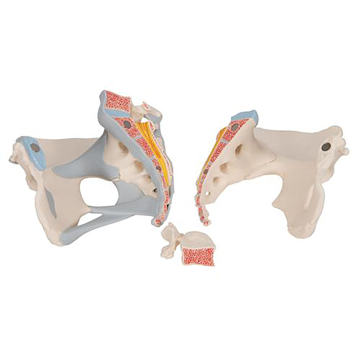 3B Scientific Anatomical Model - Female Pelvis with Ligaments, 3 part - Includes 3B Smart Anatomy