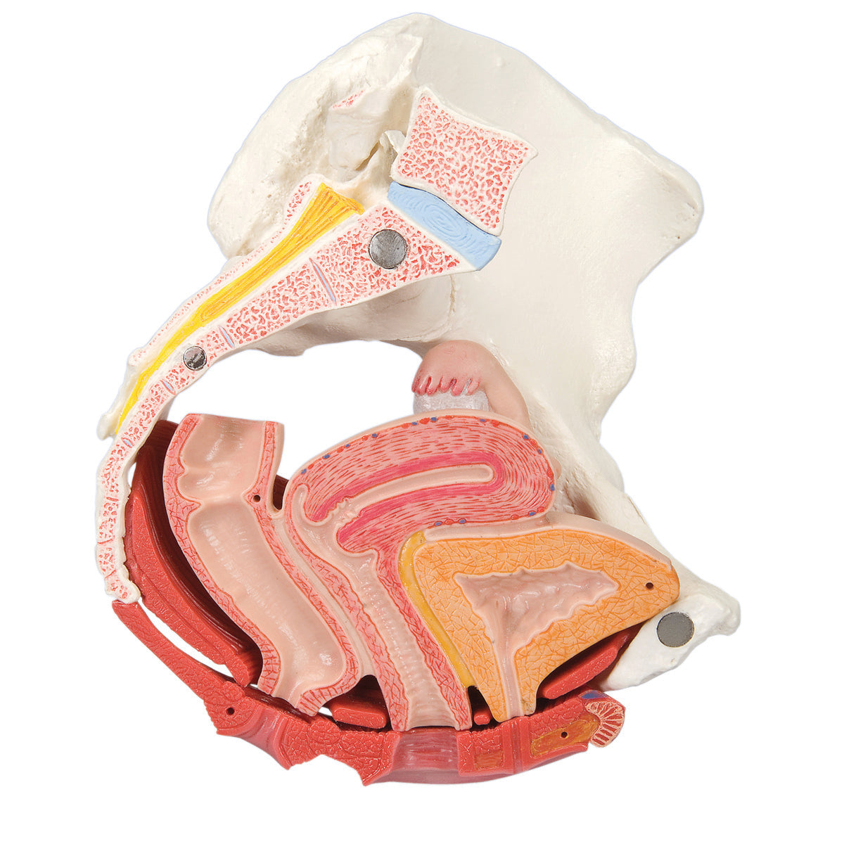 3B Scientific Anatomical Model - female pelvis, 4-part with ligaments - Includes 3B Smart Anatomy