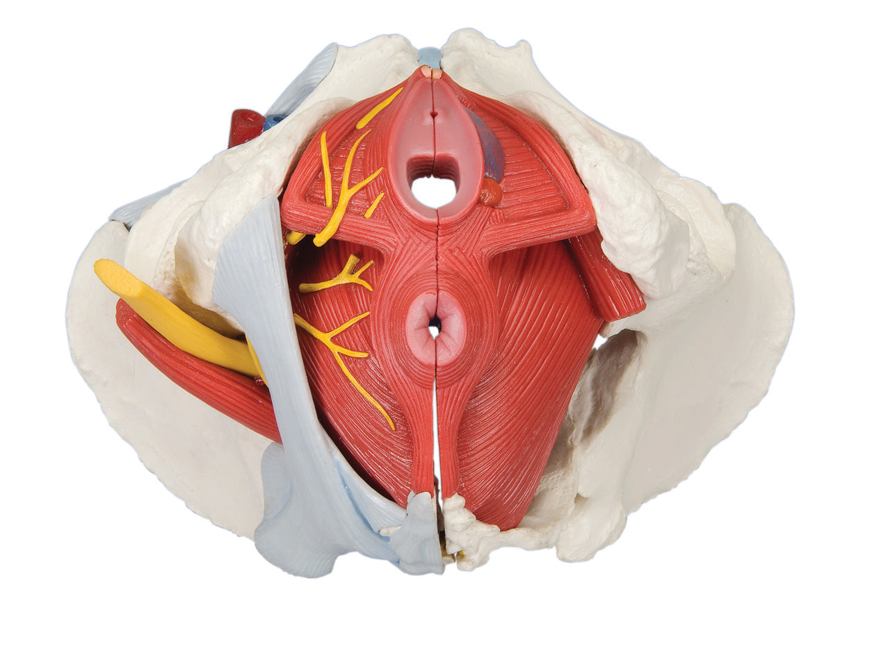 3B Scientific Anatomical Model - female pelvis, 6-part with ligaments - Includes 3B Smart Anatomy