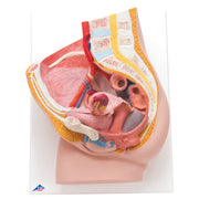 3B Scientific Anatomical Model - Female Pelvis, 2 part - Includes 3B Smart Anatomy