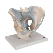 3B Scientific Anatomical Model - Male Pelvis Skeleton with Ligaments, 2 part - Includes 3B Smart Anatomy