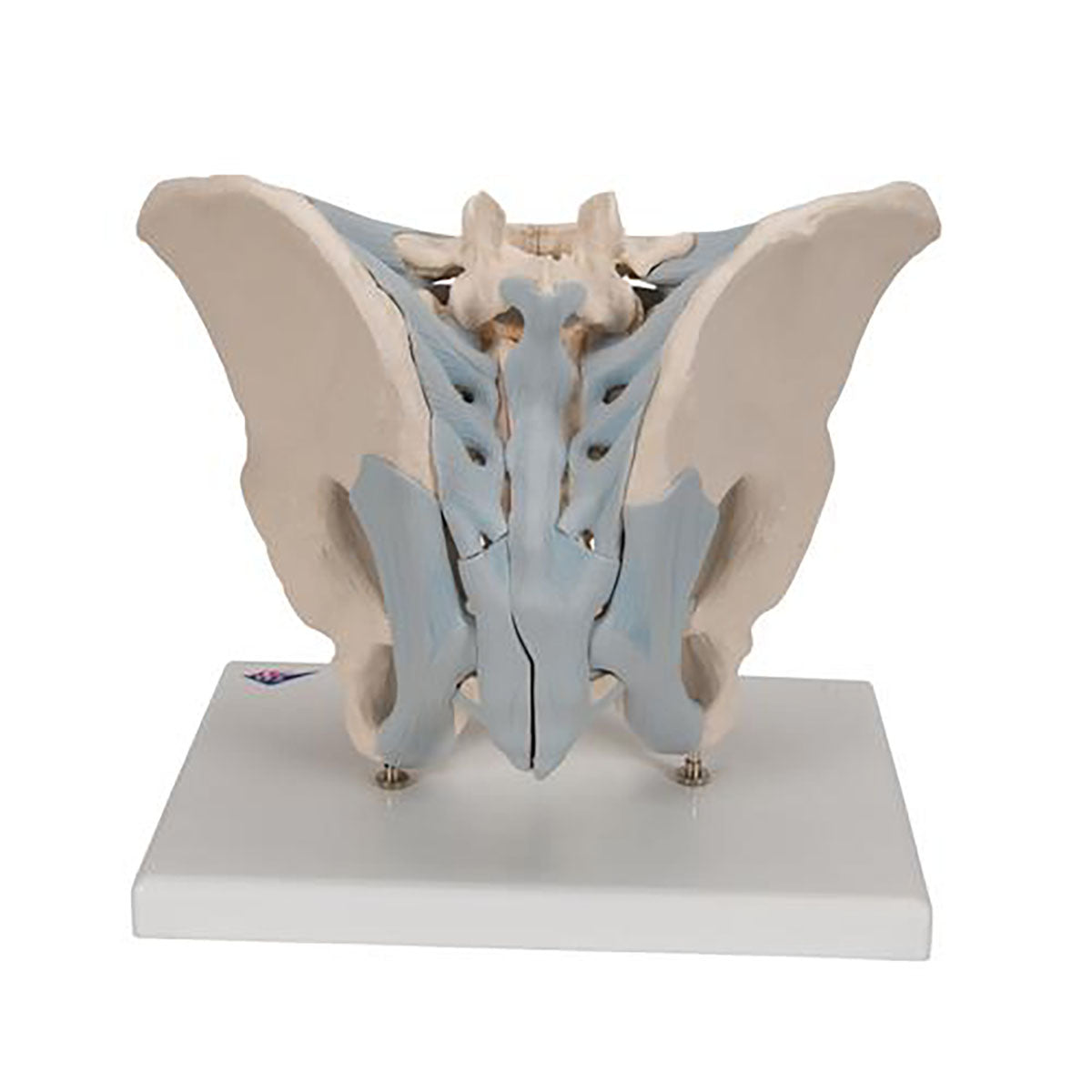 3B Scientific Anatomical Model - Male Pelvis Skeleton with Ligaments, 2 part - Includes 3B Smart Anatomy