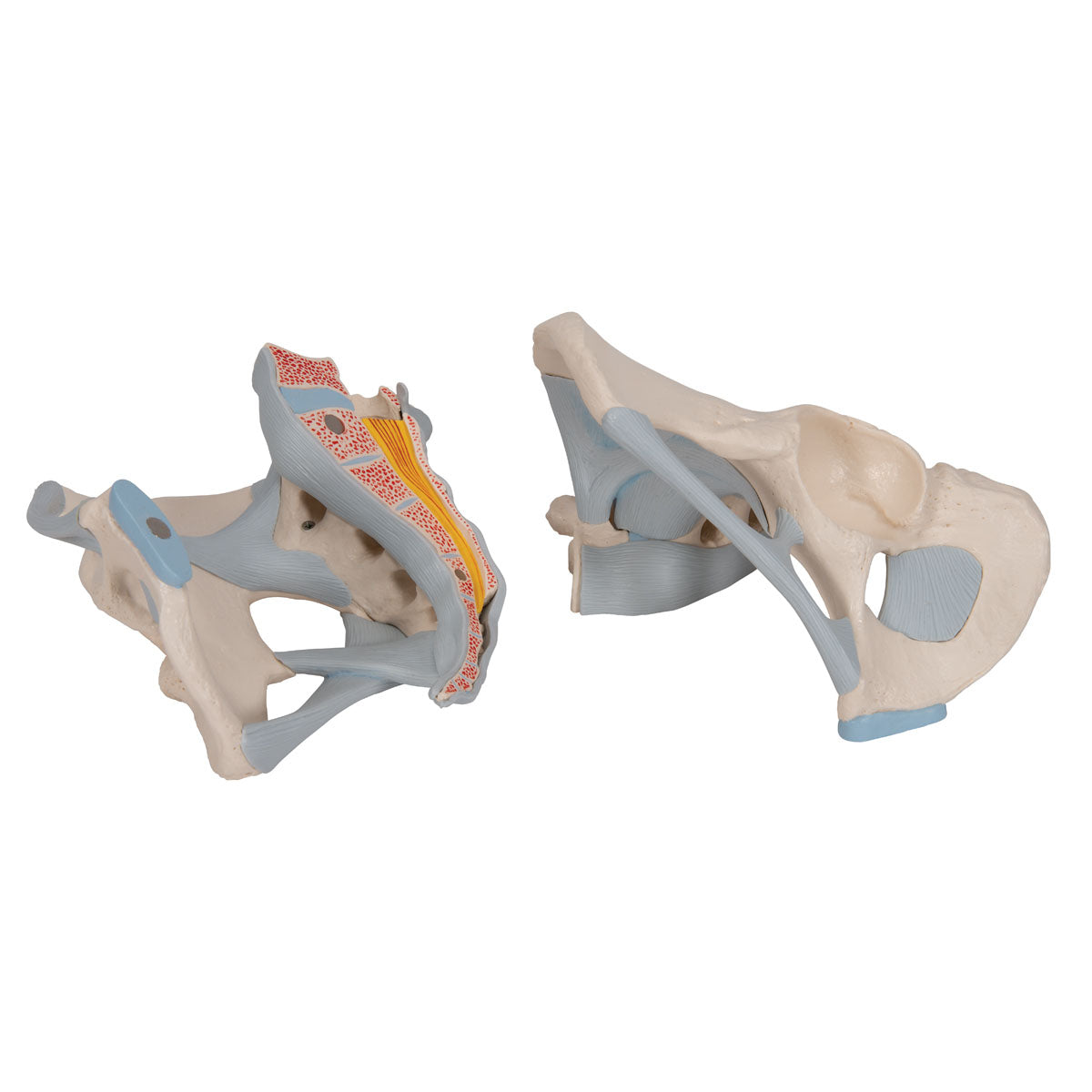 3B Scientific Anatomical Model - Male Pelvis Skeleton with Ligaments, 2 part - Includes 3B Smart Anatomy