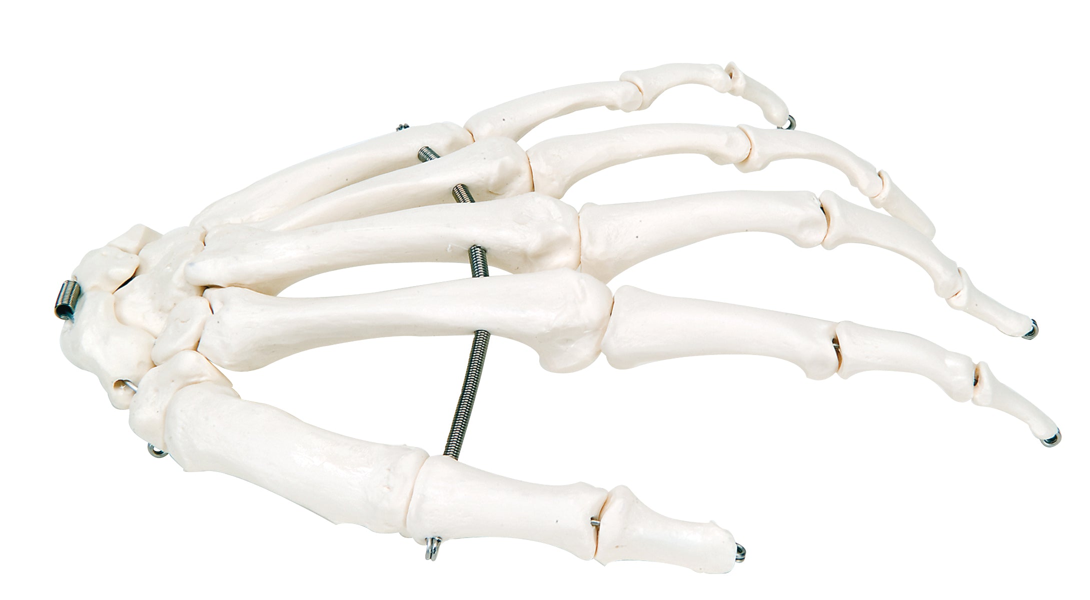 3B Scientific Anatomical Model - loose bones, hand skeleton (wire) - Includes 3B Smart Anatomy