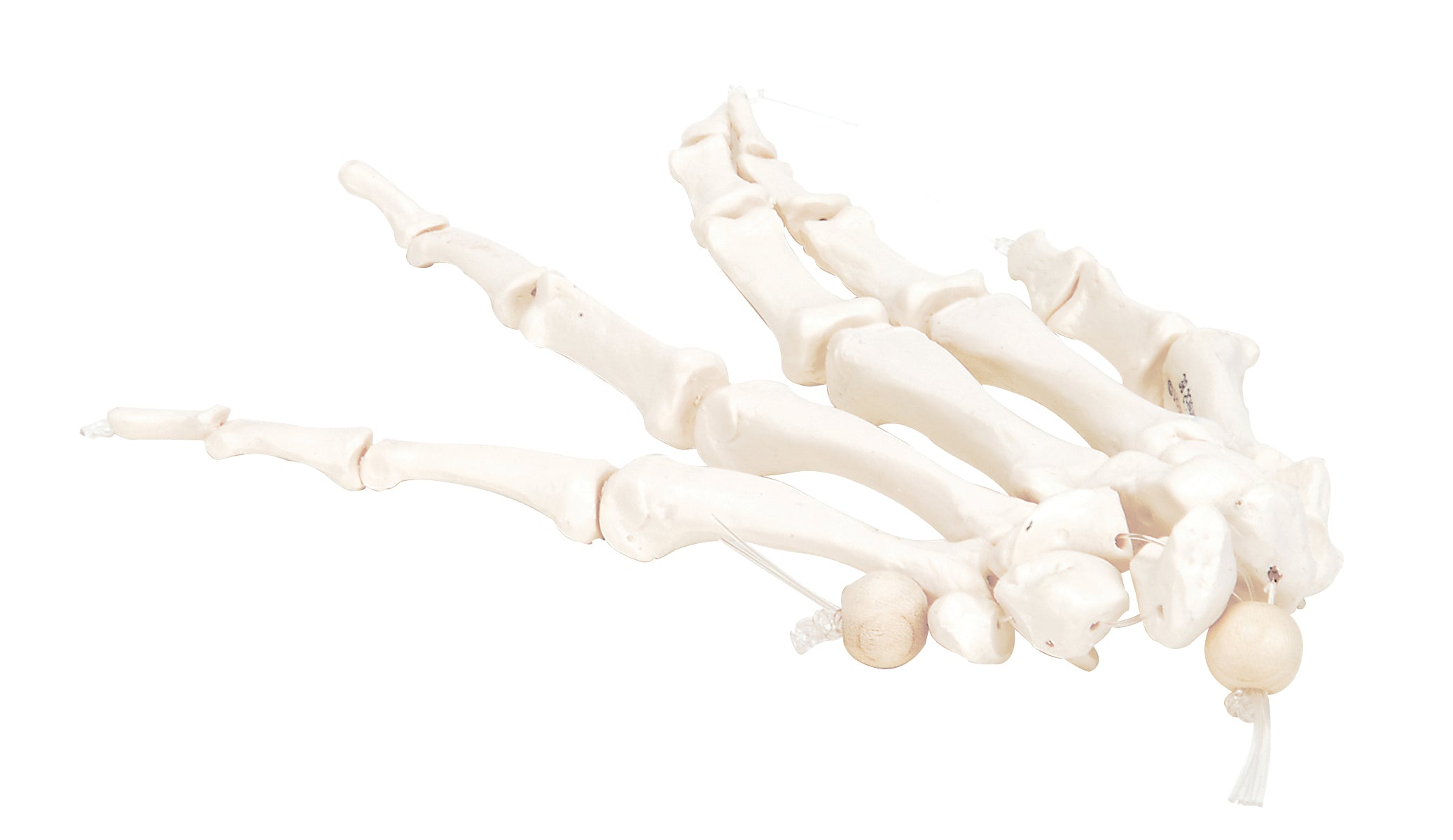 3B Scientific Anatomical Model - loose bones, hand skeleton, right (nylon) - Includes 3B Smart Anatomy