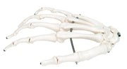 3B Scientific Anatomical Model - loose bones, hand skeleton (wire) - Includes 3B Smart Anatomy