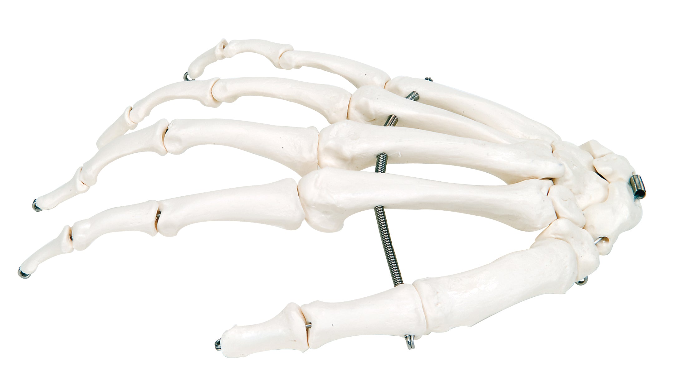 3B Scientific Anatomical Model - loose bones, hand skeleton (wire) - Includes 3B Smart Anatomy