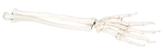 3B Scientific Anatomical Model - loose bones, hand skeleton with ulna and radius, left (bungee) - Includes 3B Smart Anatomy