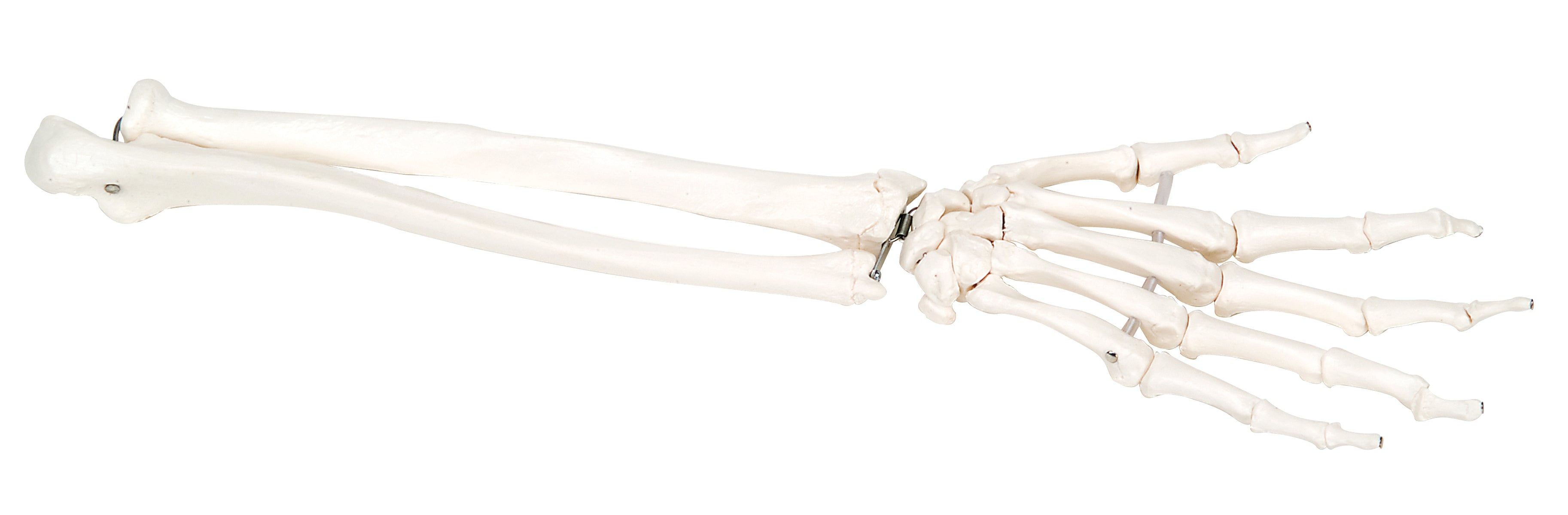 3B Scientific Anatomical Model - loose bones, hand skeleton with ulna and radius, left (bungee) - Includes 3B Smart Anatomy