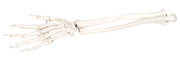 3B Scientific Anatomical Model - loose bones, hand skeleton with ulna and radius, right (bungee) - Includes 3B Smart Anatomy