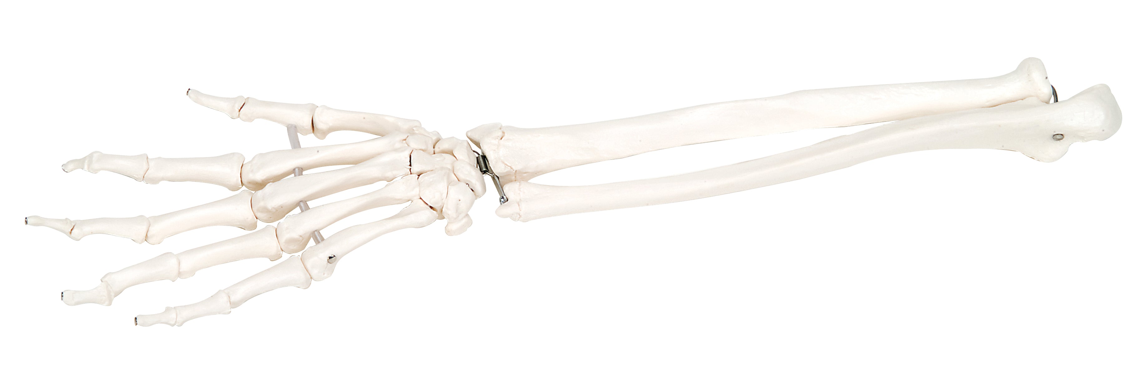 3B Scientific Anatomical Model - loose bones, hand skeleton with ulna and radius, right (bungee) - Includes 3B Smart Anatomy