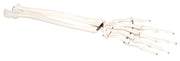 3B Scientific Anatomical Model - loose bones, hand skeleton with ulna and radius (wire) - Includes 3B Smart Anatomy