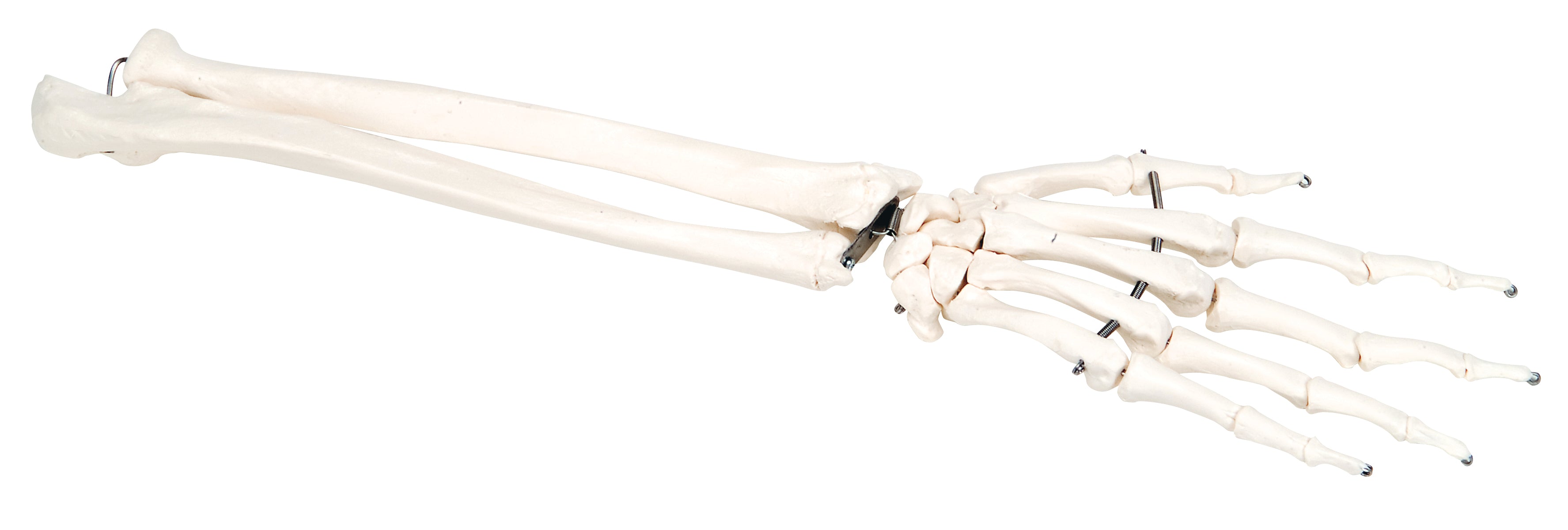 3B Scientific Anatomical Model - loose bones, hand skeleton with ulna and radius (wire) - Includes 3B Smart Anatomy