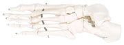3B Scientific Anatomical Model - loose bones, foot skeleton with ankle, left (bungee) - Includes 3B Smart Anatomy