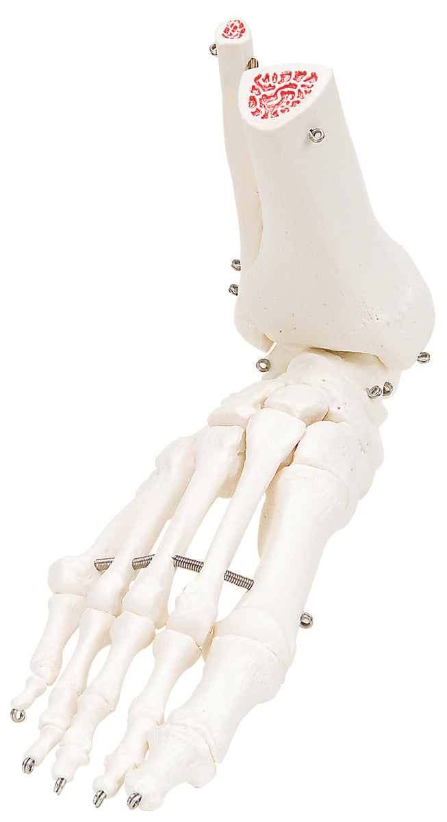 3B Scientific Anatomical Model - loose bones, leg skeleton with hip (wire) - Includes 3B Smart Anatomy