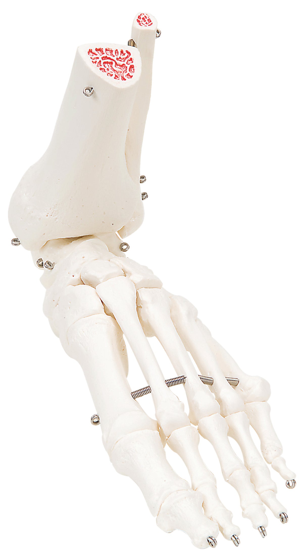 3B Scientific Anatomical Model - loose bones, foot skeleton with ankle (wire) - Includes 3B Smart Anatomy